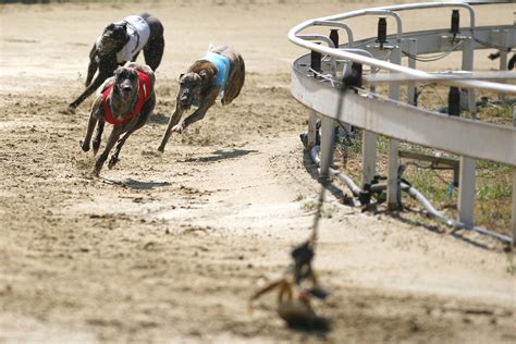laying greyhounds|Betting on Greyhounds .